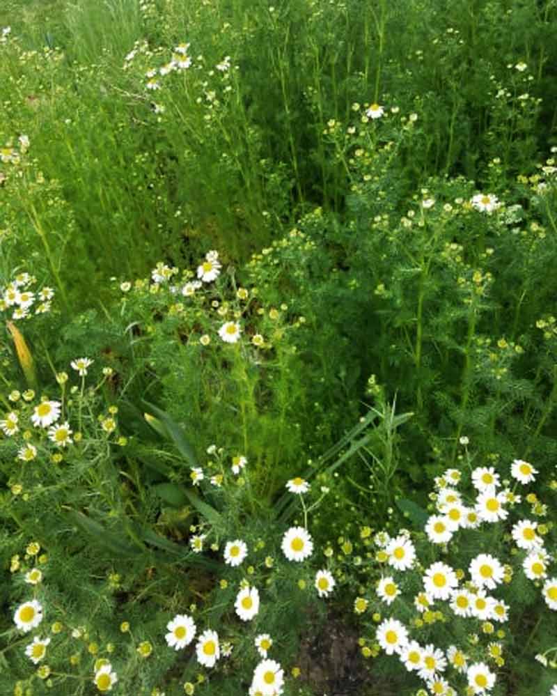 the flower patch of chamomile is starting to blossom and bloom