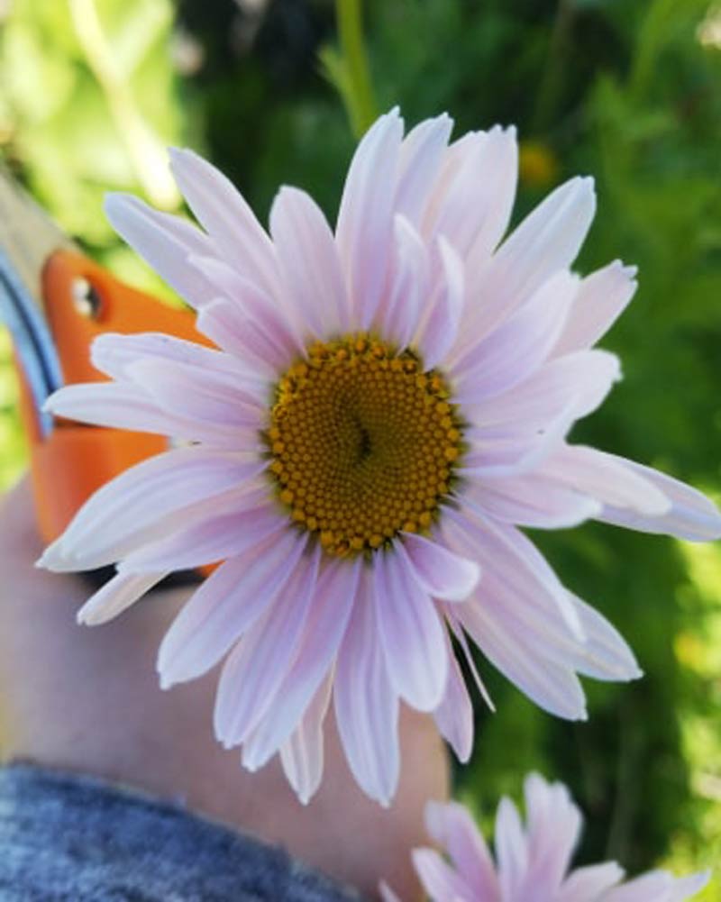 the grower is cutting a pink daisy bloom in the flower patch