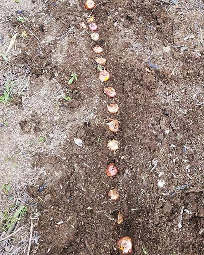 gladiolus bulbs being planted in the soil in Utah