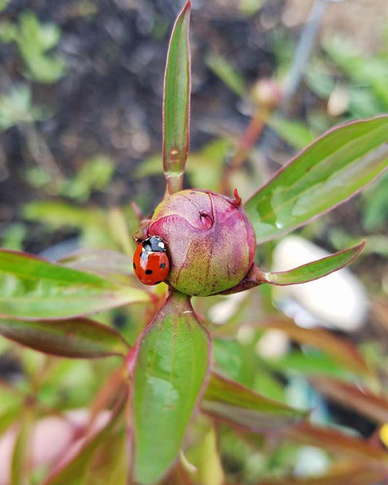 a lady bug is on a growing peony bud
