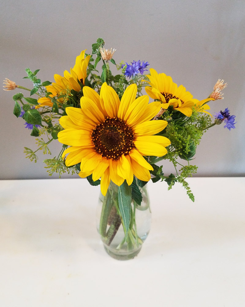 cheap flower delivery three large sunflowers in a vase with blue bachelor buttons