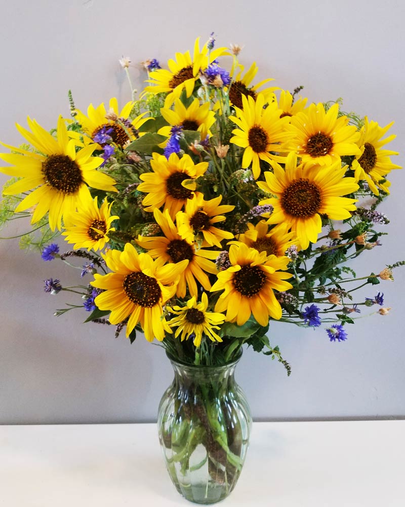 flower delivery of 18 large sunflowers in a vase with blue bachelor buttons