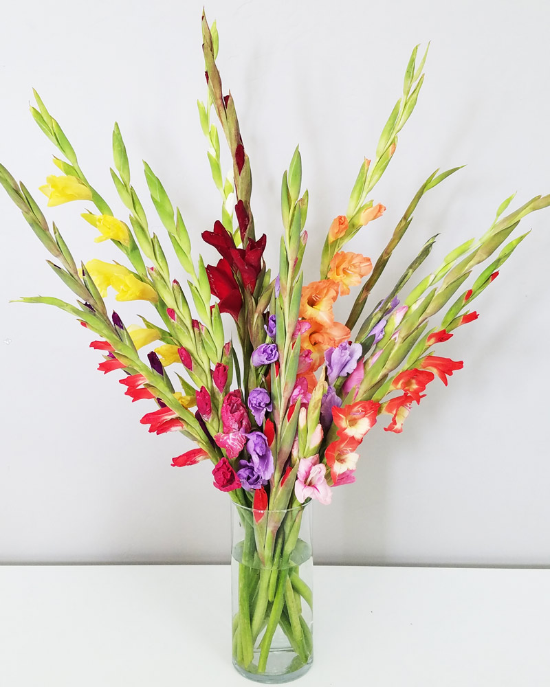 flower delivery of 18 multicolored gladiolus flowers in a vase